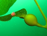 gasteropodo del kelp