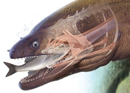 this-species-has-a-second-set-of-jaws--just-like-ridley-scotts-aliens-313393-1